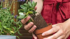 I giardinieri discutono: perché aggiungere un pizzico di pepe nero nel vaso dell’albero di giada?