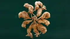 Il re dei topi: mito o rara realtà e perché gli scienziati ne discutono