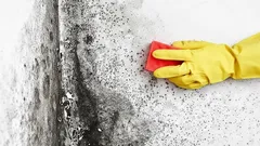 Muffa e funghi spariranno senza lasciare traccia - bastano ingredienti che tutti hanno in casa