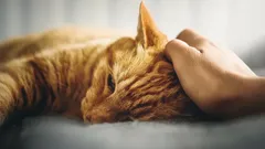 Come accarezzare correttamente i gatti: anche il micio più capriccioso non saprà resistere