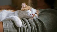 Non solo per il calore: cosa significa davvero quando il gatto si sdraia sul petto del padrone