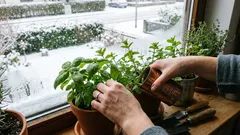 Il davanzale diventerà un orto: verdure ed erbe aromatiche facili da coltivare in casa d’inverno