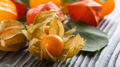 Che cos’è il physalis e come si mangia? Un’esperta spiega questo frutto esotico