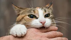 Ecco perché il gatto morde continuamente le dita: la risposta di uno zoologo può sorprendere