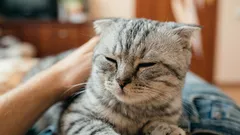 Come capire se il gatto ti ama: una zoologa svela 6 segnali importanti