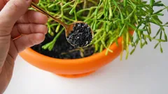 Le piante da appartamento rifioriscono in una settimana: il fiorista svela un trucco con il carbone