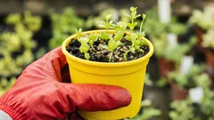 Cosa seminare a febbraio per le piantine: 5 colture per un raccolto e una fioritura precoci