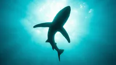 Il fondale che non dovrebbe esistere: cosa nasconde l’abisso a 11 chilometri sotto di noi?