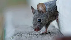 Come cacciare i topi da casa senza sforzo: un odore li farà scappare