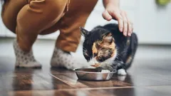 Come chiamare correttamente un gatto perché risponda: il metodo migliore secondo gli zoologi