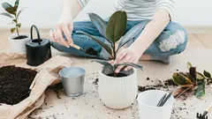 Giardinieri: come capire quando è ora di rinvasare una pianta, anche se sembra in forma