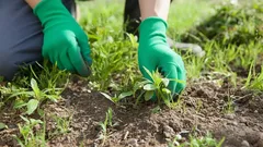 Molti la strappano inutilmente: questa pianta non è un’erbaccia, ma un aiuto indispensabile in giardino