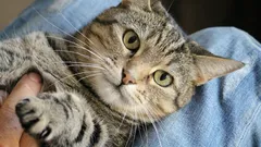 Come capire se il gatto rispetta il padrone - 7 segnali chiave di riconoscimento dell'autorità