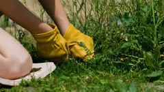 Non un’erbaccia, ma un diamante: questa pianta viene buttata via anche se racchiude grandi benefici